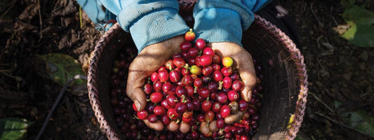Kaj so procesne metode in fermentacija kave? 🌱